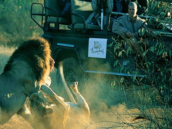 Chapungu Tented Camp - Game Drive 